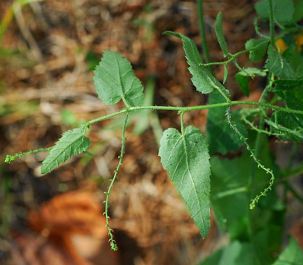 Tragia_cordata_plant3.jpg