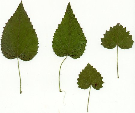 Tragia_cordata_pressed_leaves.jpg