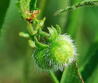 Tragia_ramosa_fruit.jpg