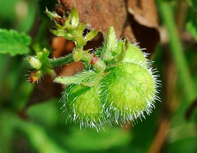 Tragia_ramosa_fruit2.jpg