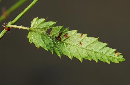 Tragia_ramosa_leaf2.jpg