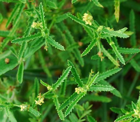 Tragia_ramosa_leaves.jpg