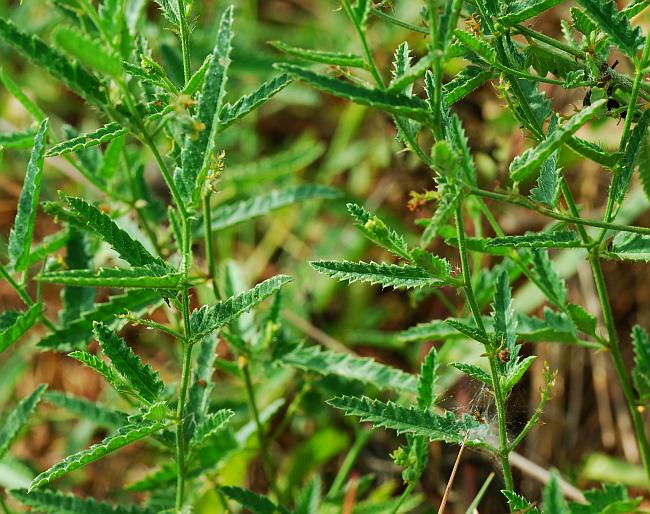 Tragia_ramosa_plant.jpg