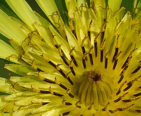 Tragopogon_dubius_florets.jpg