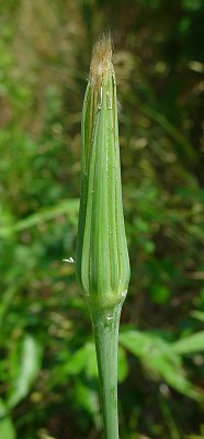 Tragopogon_dubius_fruiting_involucre.jpg