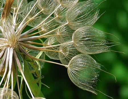 Tragopogon_dubius_fruits1.jpg