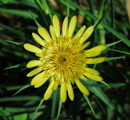 Tragopogon_dubius_head.jpg