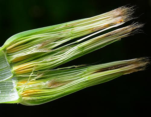 Tragopogon_dubius_head2.jpg