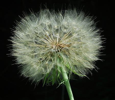 Tragopogon_dubius_infruc.jpg