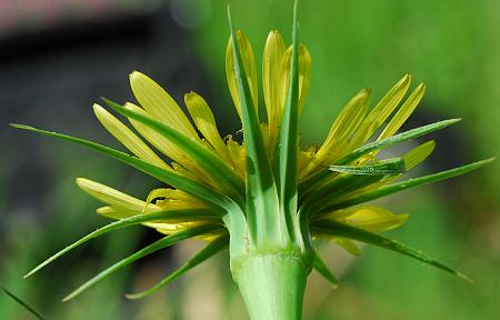 Tragopogon_dubius_involucre.jpg