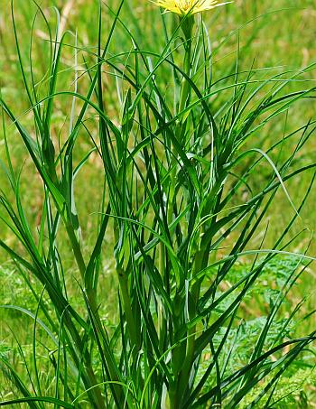 Tragopogon_dubius_leaves.jpg