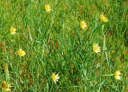 Tragopogon_dubius_phototropism.jpg