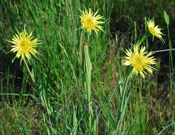 Tragopogon_dubius_plant.jpg