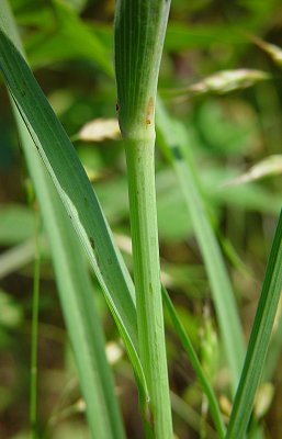 Tragopogon_dubius_stem.jpg