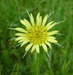 Tragopogon dubius thumbnail