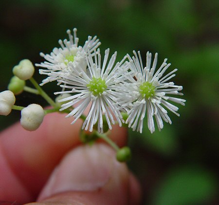 Trautvetteria_caroliniensis_flowers.jpg