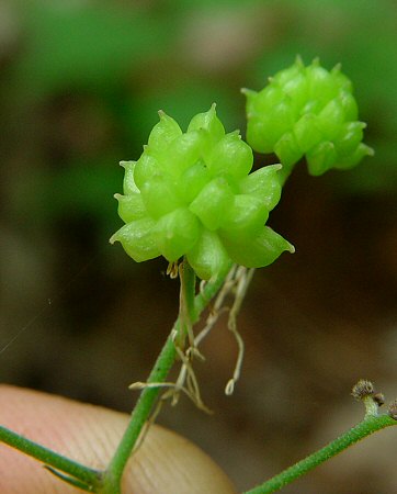 Trautvetteria_caroliniensis_fruits.jpg