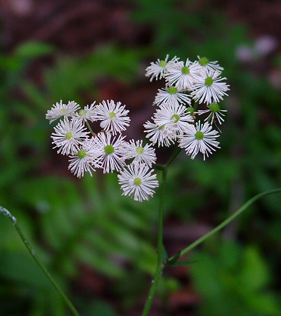 Trautvetteria_caroliniensis_inflorescence.jpg