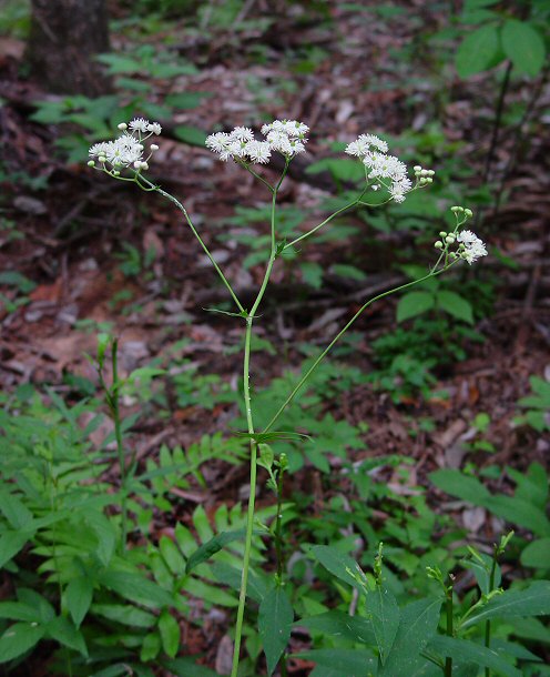 Trautvetteria_caroliniensis_plant.jpg