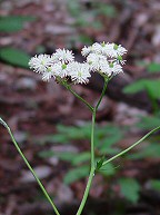 Trautvetteria caroliniensis thumbnail