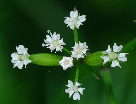 Trepocarpus_aethusae_flowers.jpg