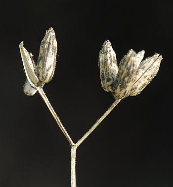 Trepocarpus_aethusae_fruits.jpg