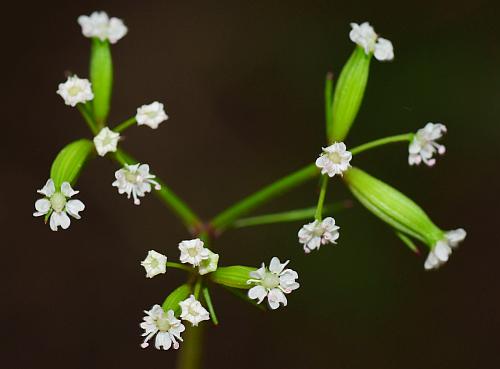 Trepocarpus_aethusae_inflorescence2.jpg