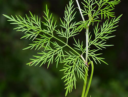 Trepocarpus_aethusae_leaf1.jpg