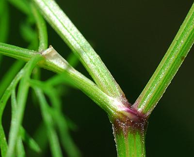 Trepocarpus_aethusae_sheath.jpg