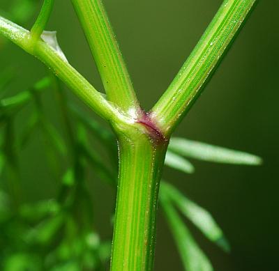 Trepocarpus_aethusae_stem.jpg