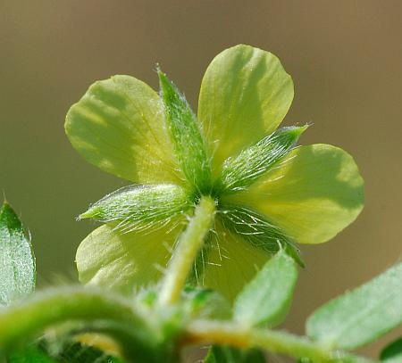 Tribulus_terrestris_calyx.jpg