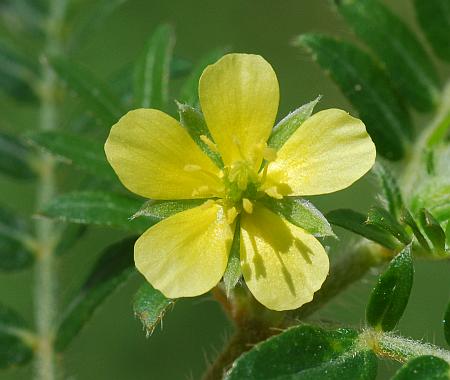 Tribulus_terrestris_corolla.jpg