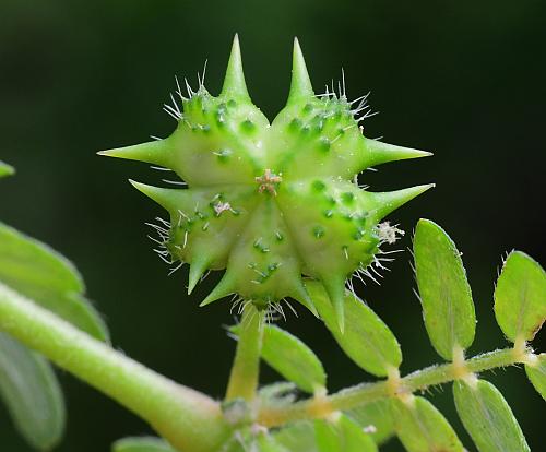 Tribulus_terrestris_fruit1.jpg