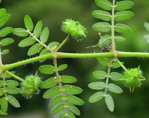 Tribulus_terrestris_fruits.jpg