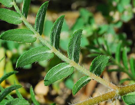 Tribulus_terrestris_leaf2.jpg