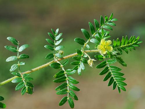 Tribulus_terrestris_leaves.jpg