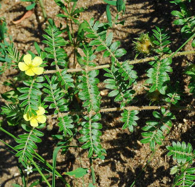 Tribulus_terrestris_plant.jpg