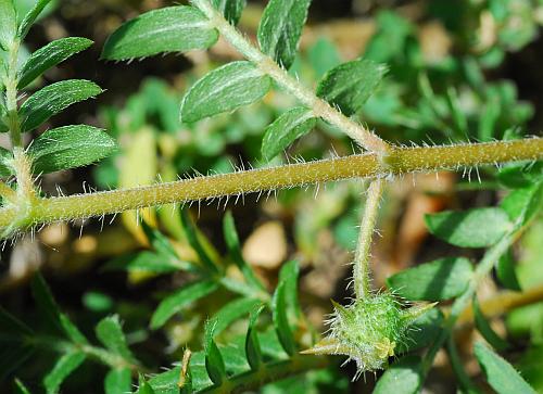 Tribulus_terrestris_stem.jpg