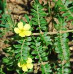 Tribulus terrestris thumbnail