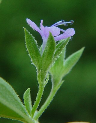 Trichostema_brachiatum_calyx.jpg