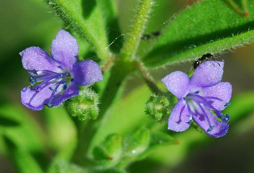 Trichostema_brachiatum_corollas.jpg