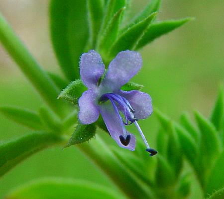 Trichostema_brachiatum_flower.jpg