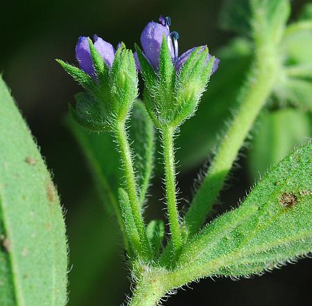 Trichostema_brachiatum_flowers.jpg