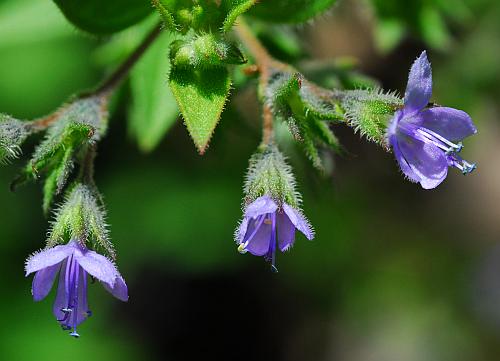 Trichostema_brachiatum_flowers2.jpg