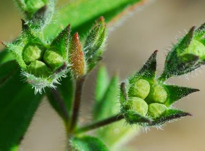 Trichostema_brachiatum_fruits.jpg