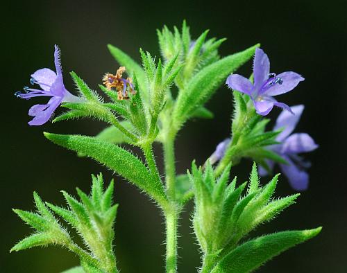 Trichostema_brachiatum_inflorescence.jpg