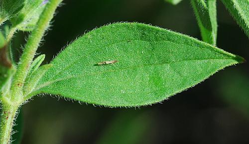 Trichostema_brachiatum_leaf1.jpg