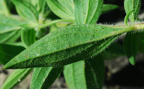 Trichostema_brachiatum_leaf2.jpg