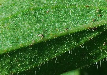 Trichostema_brachiatum_leaf2a.jpg