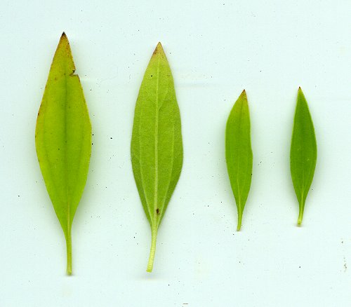 Trichostema_brachiatum_leaves.jpg
